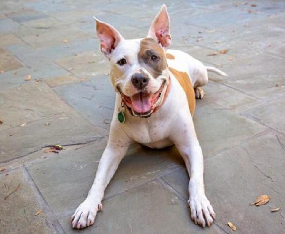 Brown and white dog lying on patio and smiling