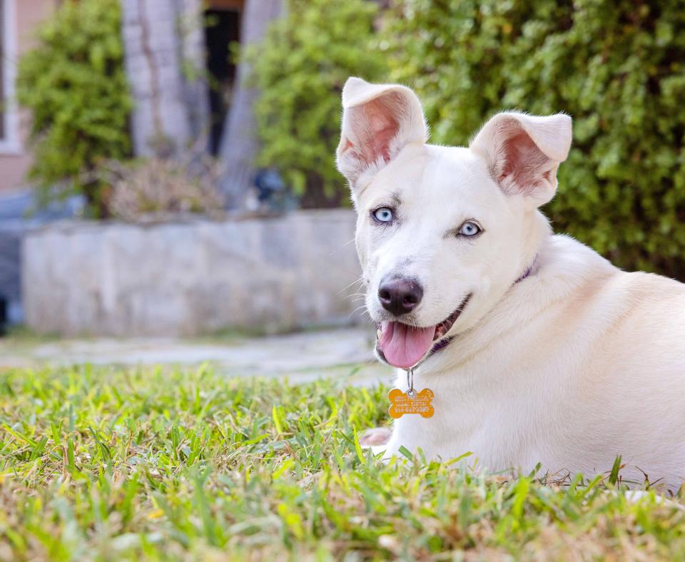 Elle the puppy lying in some grass with tongue out