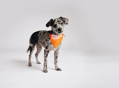 Sonny the puppy wearing an orange Puppy Bowl bandanna