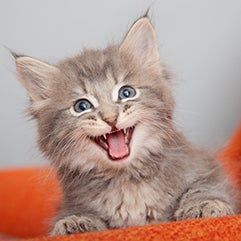 Meowing gray tabby kitten with ear tips