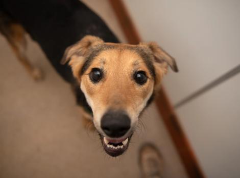 Rainbow the dog, smiling with mouth open