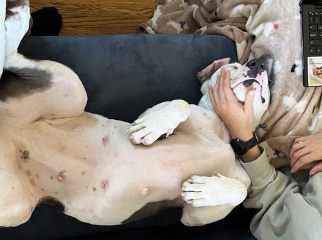 Rain the dog lying on a couch upside-down next to a person petting her and working on a laptop