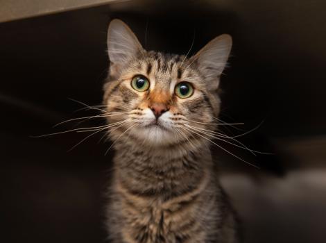 Brown tabby cat in a dark kennel