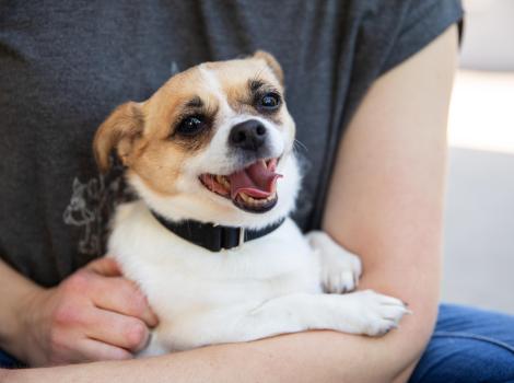 Person holding a small, happy dog in his/her arms