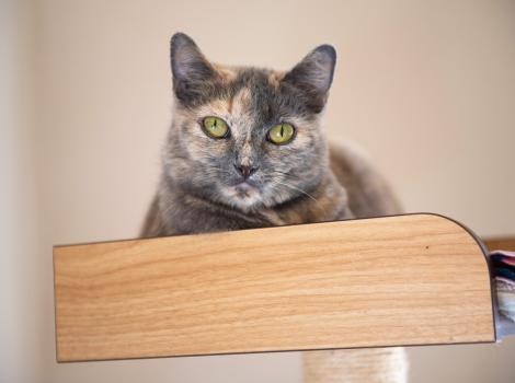 Dilute calico on a wooden shelf