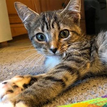 Tabby cat lying on floor with rainbow toy