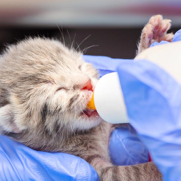 Person bottle feeding a tiny kitten 