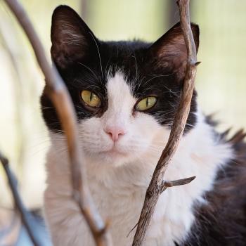 Black and white cat