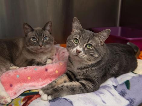 Rhett and Alfie the cats together in a kennel on some blankets