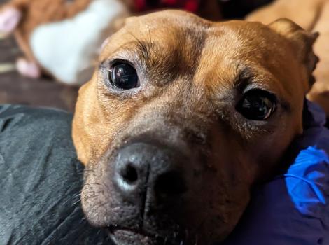 Pudding the dog with her chin over some items, looking up