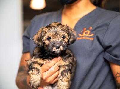 Person in scrubs holding a tiny puppy