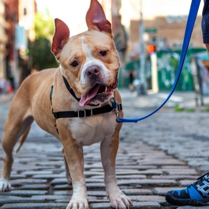 french bulldog on a leash in the road