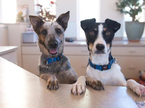 Sarita and Colette the dogs next to each other with their front paws up on a desk