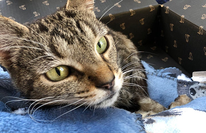 Akiri the cat lying on a blanket in a box