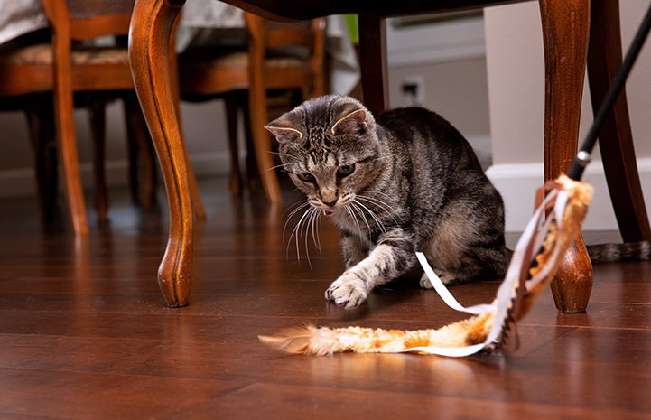 Akiri the cat playing with a wand toy