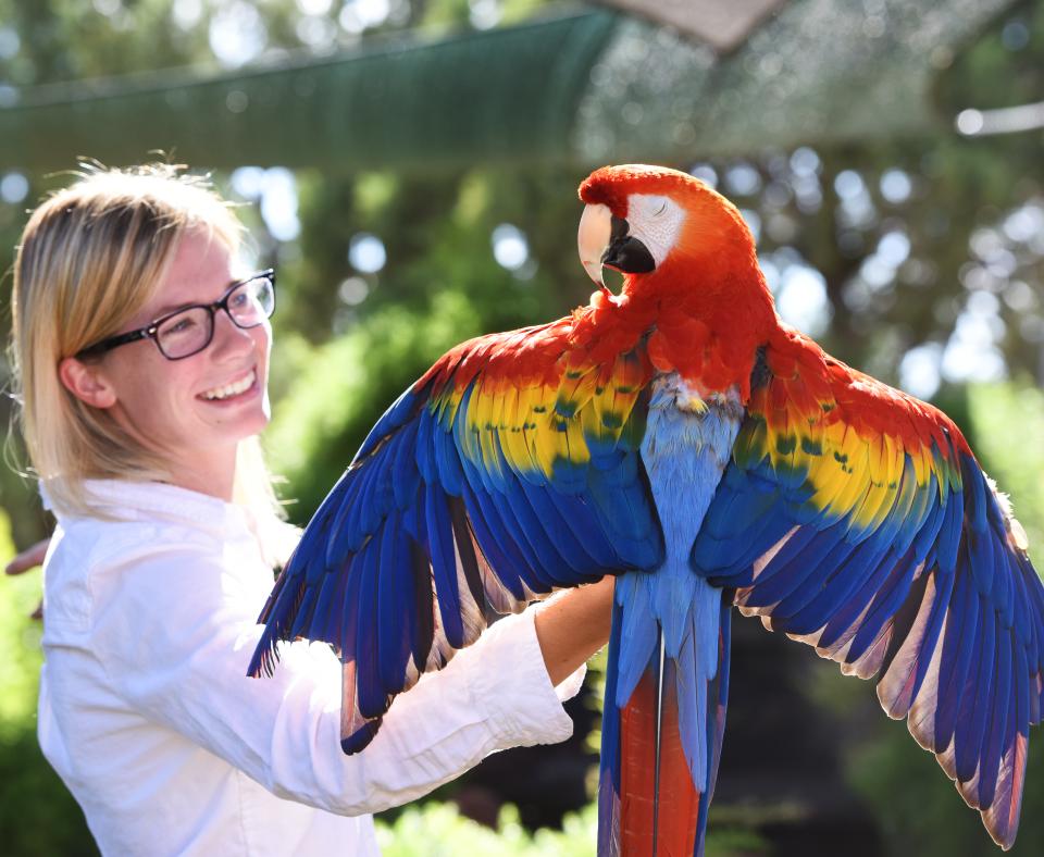 Smiling person holding a parrot on their arm while it spreads its wings