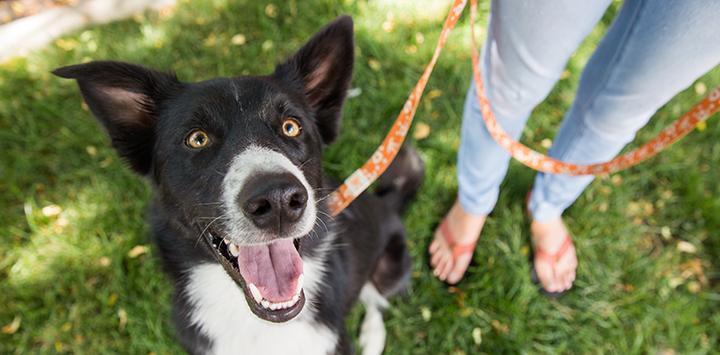 Sox the border collie dog on a walk