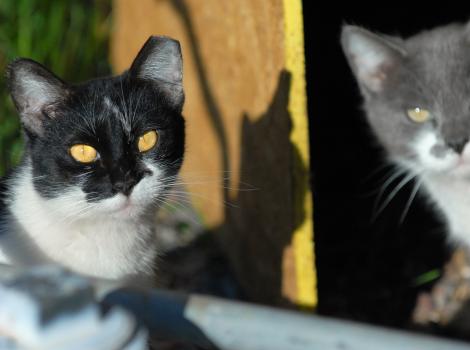 A black and white and a gray and white community cat with tipped ears