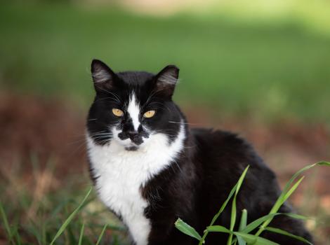 Black and white community cat with an eartip