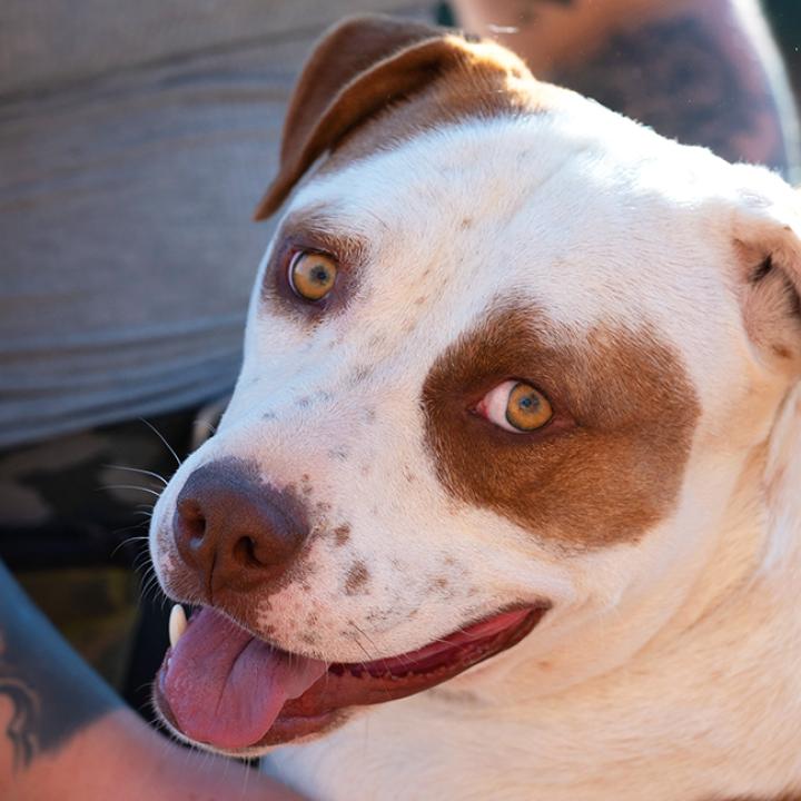 Brown and white dog hugging a person who is holding him