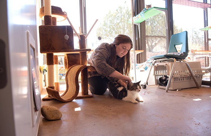 Caregiver Ashley McDaniel giving fluids to a cat