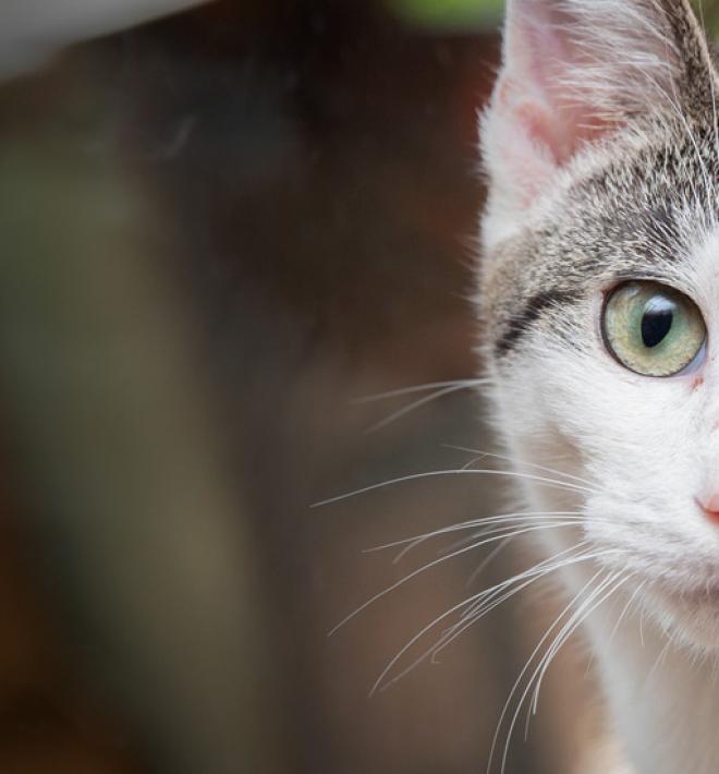 gray and white cat