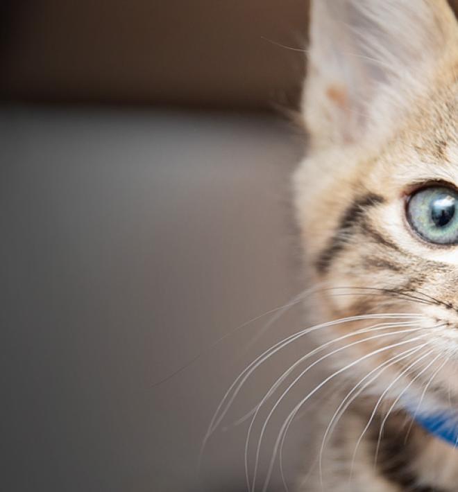 Cat with blue bow