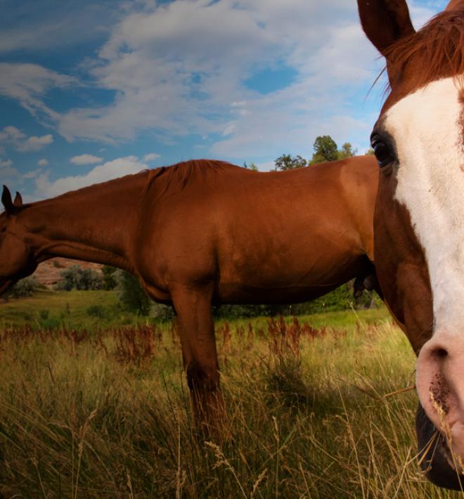 horse leaning into camera