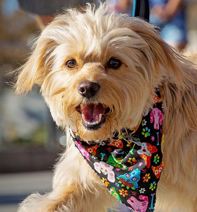 Small brown fluffy dog walking in Strut Your Mutt