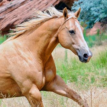 Horse running in a pasture in southern Utah