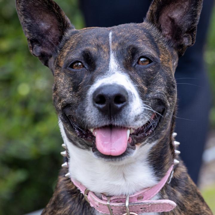 Smiling dog with upright ears and tongue out while on a leashed walk