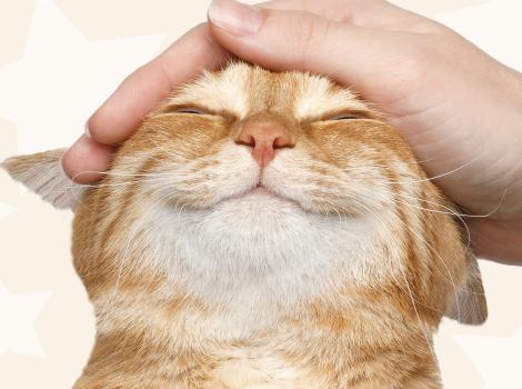 Hand petting the top of the head of a smiling orange tabby cat