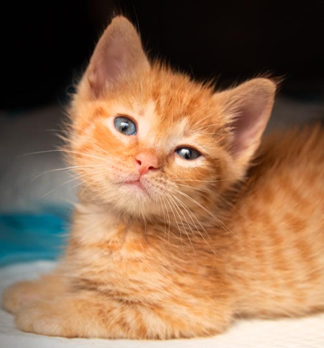 Two tiny kittens relaxing in a pet carrier during a pet transport