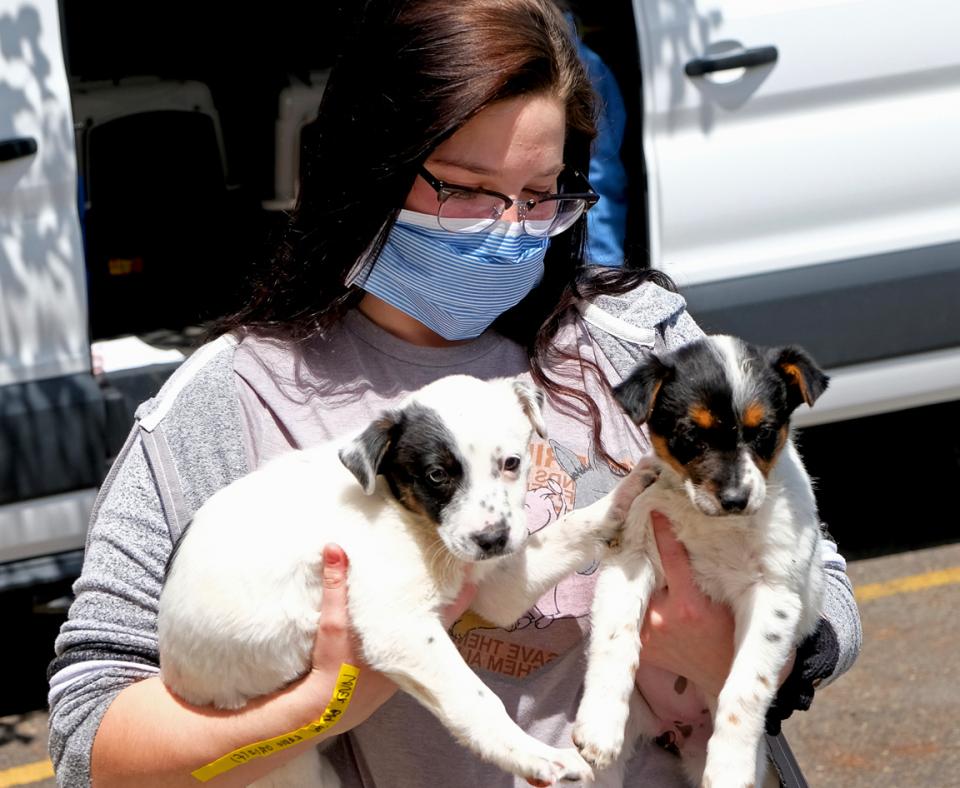 Masked person carrying two puppies for a transport