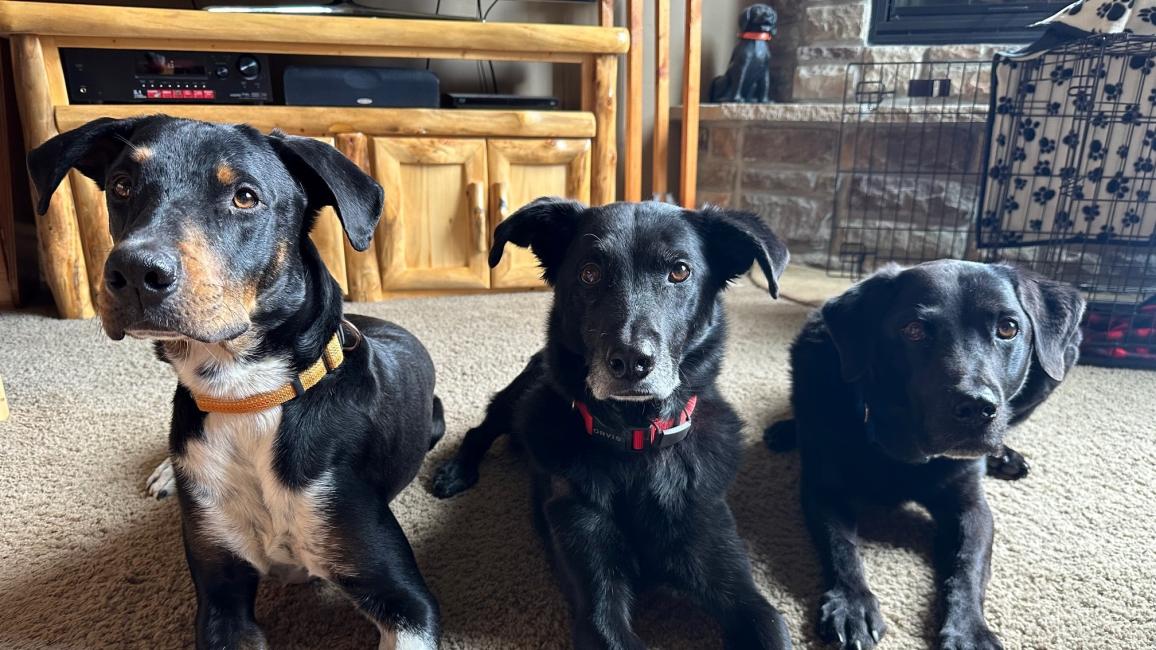 Troy the dog lying on the floor of a room with two other dogs