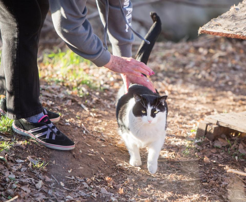 Person bending down to pet a black and white community cat