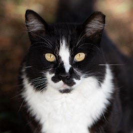 Cat with Ear Tip