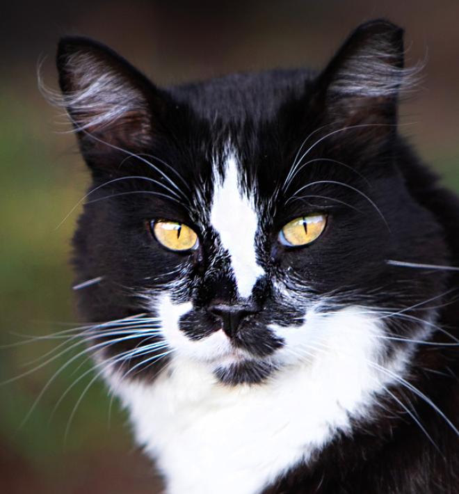 Cat outside in grass