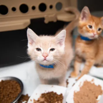 Two kittens eating on their own