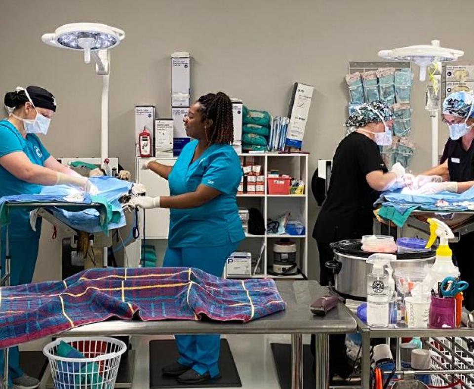 People working together in a veterinary clinic setting