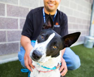 Person kneeling down with an adoptable dog