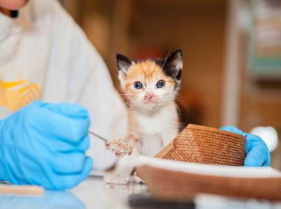 Tiny kitten being fed by a caregiver