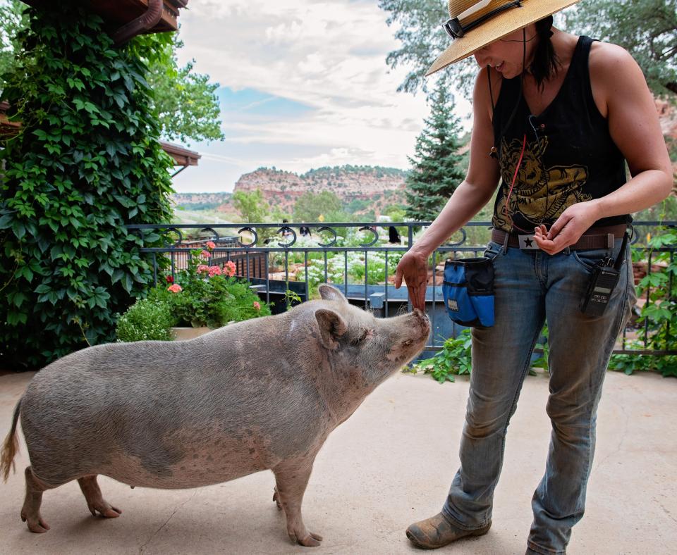 Person petting a pig on its nose in front of red rock canyon view