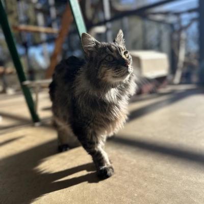 Waltz the cat walking outside in a catio