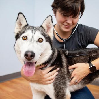 Veterinarian listening to husky dog's heart