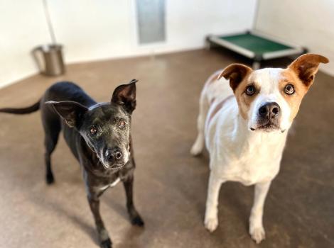 Winter and Abbott the dogs inside with a bucket and raised bed in the background