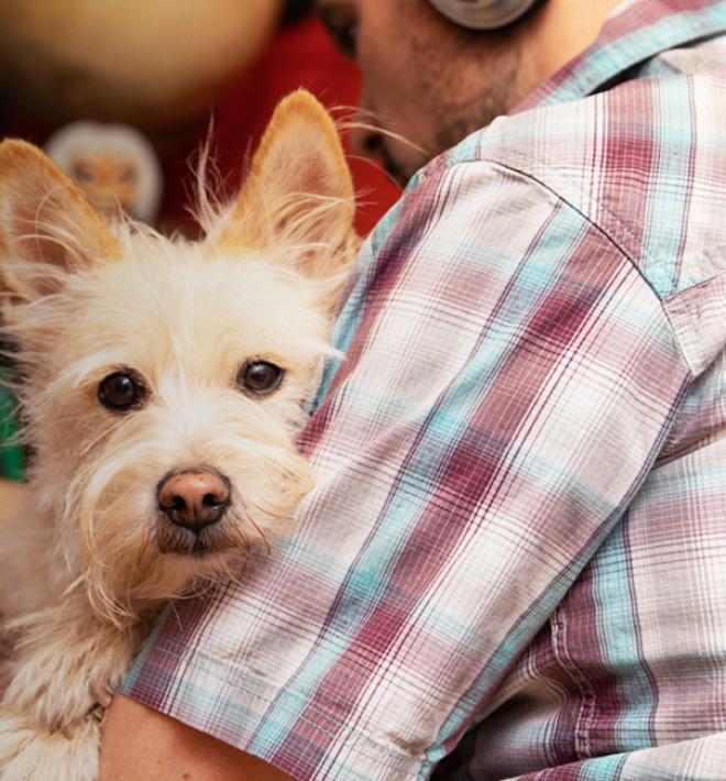 Person working a desk from home with a dog resting comfortably on their lap