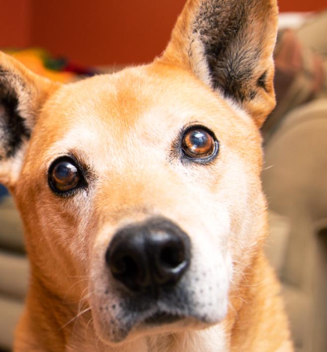 dog in office