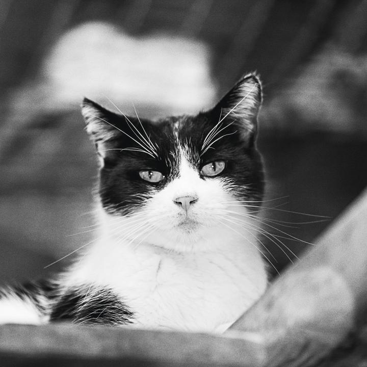 Black and white cat