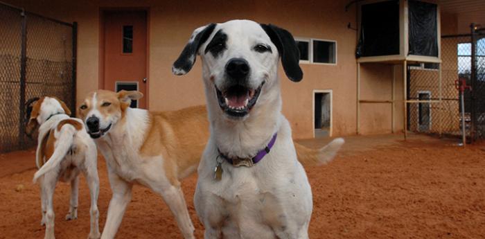 Dogs at Dogtown. The 'DogTown' TV show is now re-airing on the CW Network.